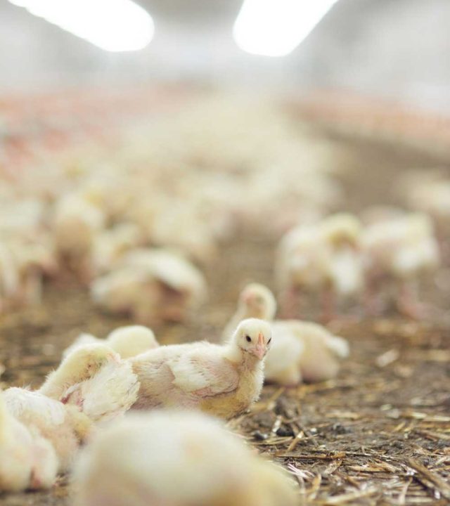 close-up-young-chicken-farming-space close-up-young-chicken-farming-space