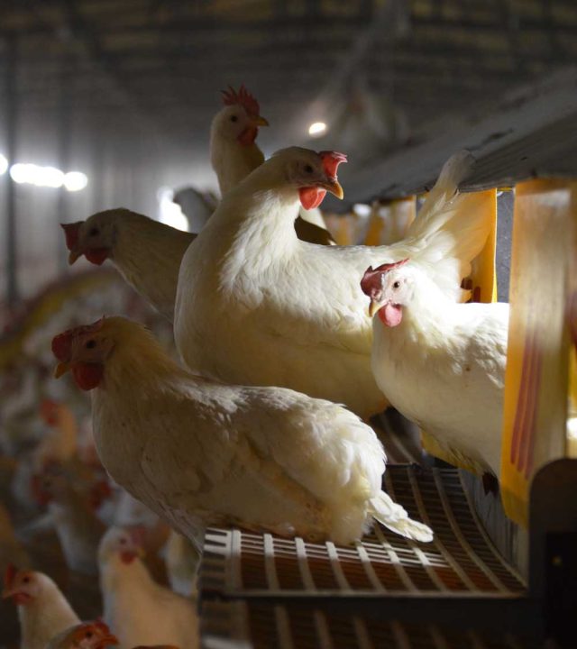 laying-hen-perched-automatic-nest laying-hen-perched-automatic-nest